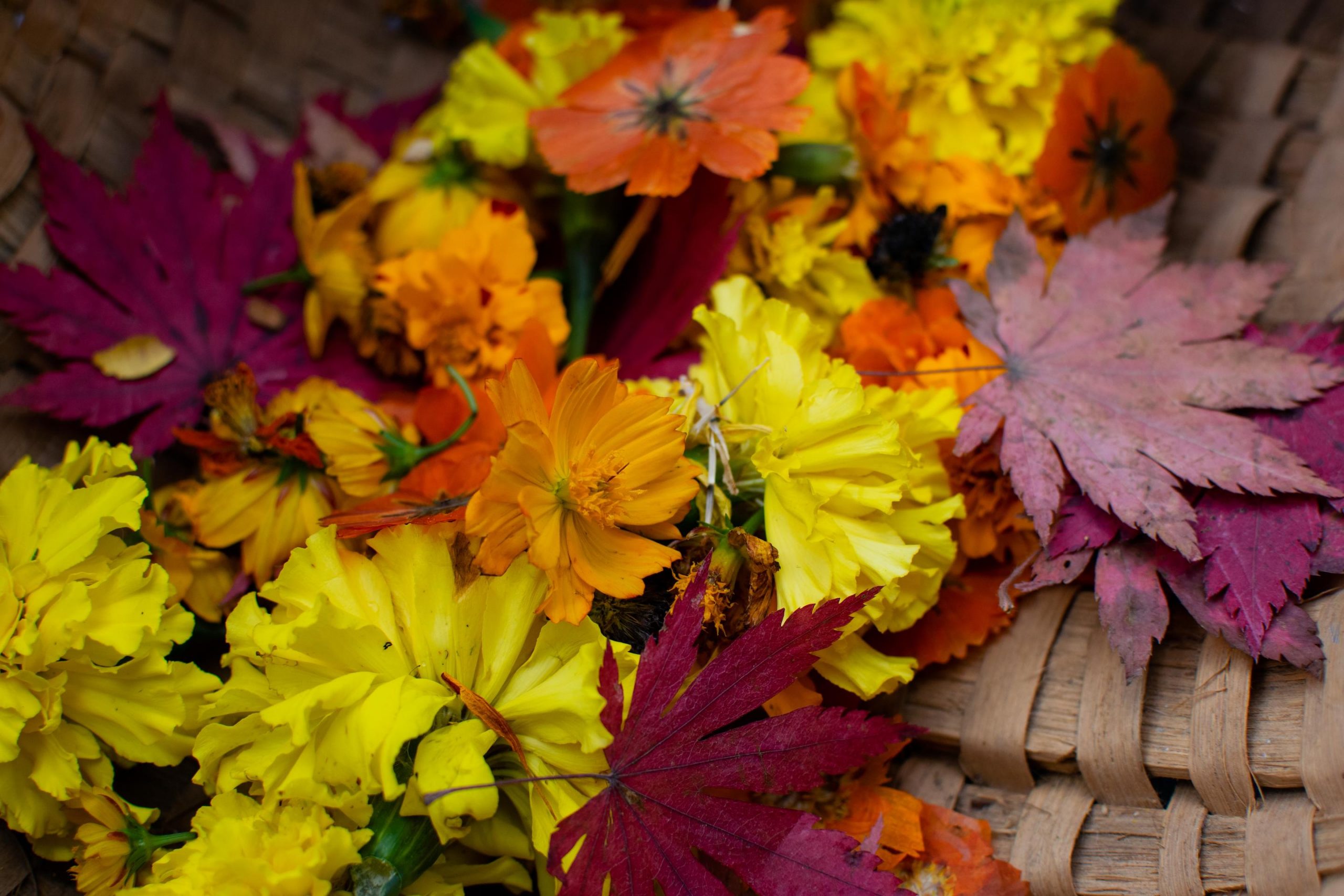 Planning a Garden to Dye For