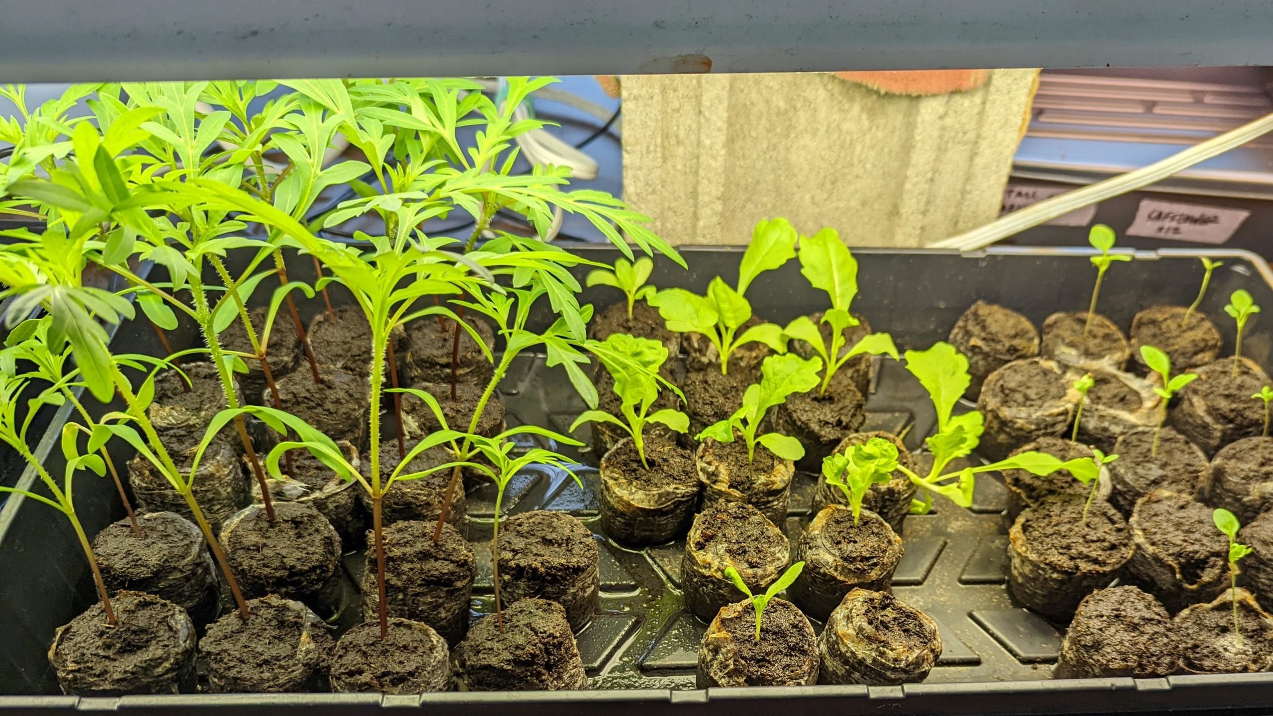 Dye Garden Seed Starting