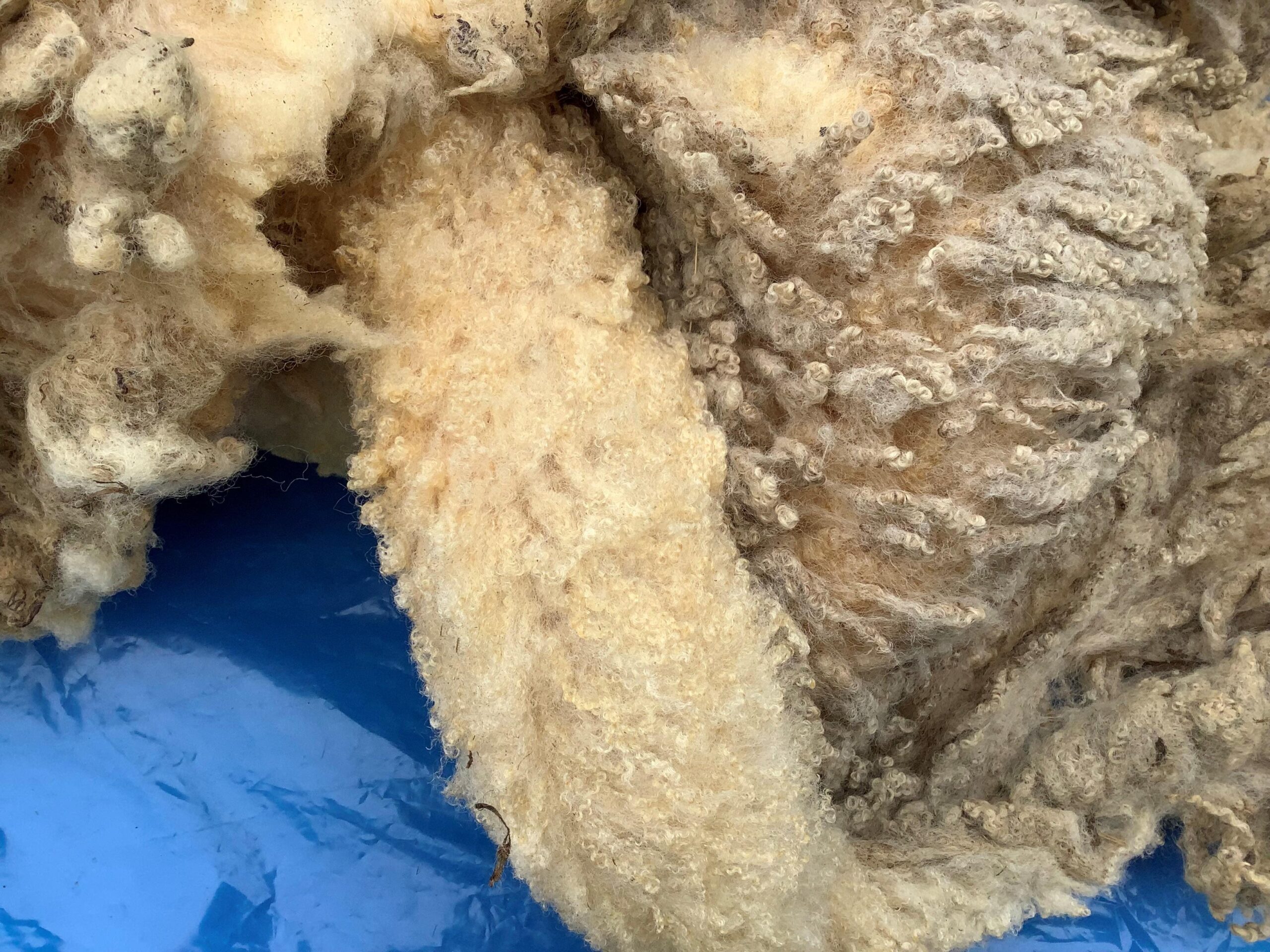 Fleece to Fiber – Summer Camp